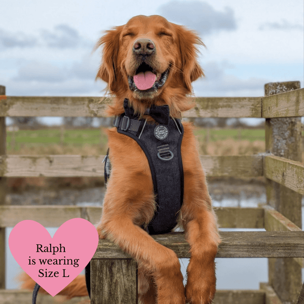Charcoal Tweed Adjustable Dog Harness, Lead, Collar & Latte Dog Walking Bag Bundle - Bailey and Coco (UK)