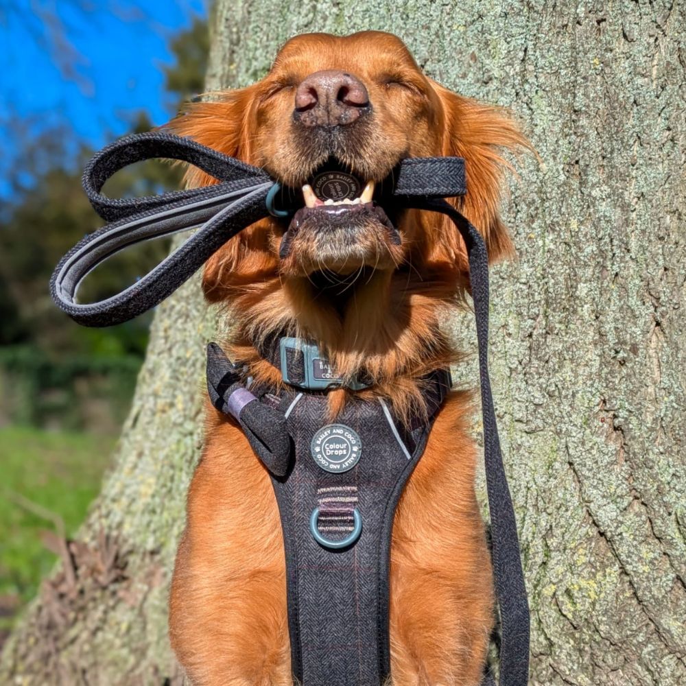 Bailey and Coco charcoal tweed adjustable dog harness lead collar and walking bag bundle