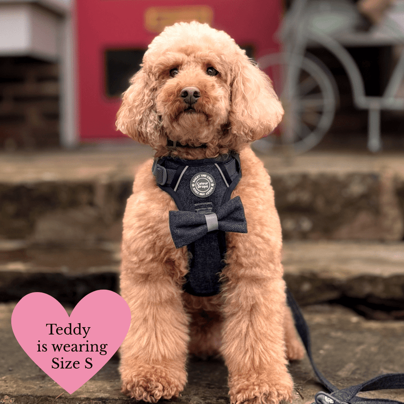 Charcoal Tweed Adjustable Dog Harness, Lead, Collar & Latte Dog Walking Bag Bundle - Bailey and Coco (UK)