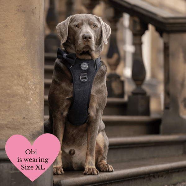 Charcoal Tweed Adjustable Dog Harness, Lead, Collar & Latte Dog Walking Bag Bundle - Bailey and Coco (UK)