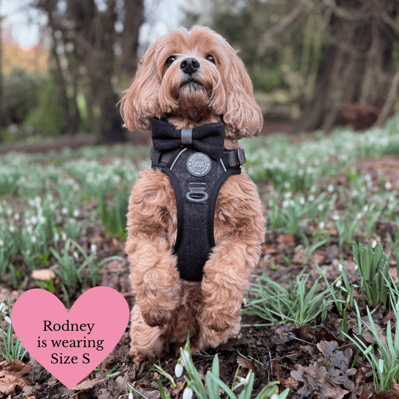 Charcoal Tweed Adjustable Dog Harness, Lead, Collar & Latte Dog Walking Bag Bundle - Bailey and Coco (UK)