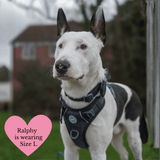 Charcoal Tweed Adjustable Dog Harness, Lead, Collar & Latte Dog Walking Bag Bundle - Bailey and Coco (UK)