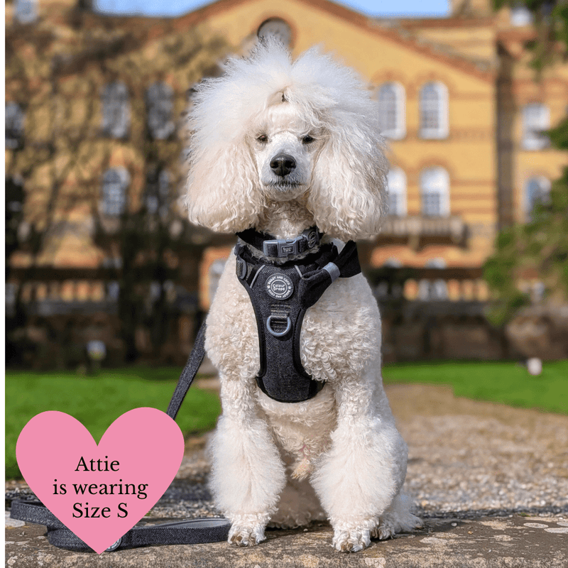 Charcoal Tweed Adjustable Dog Harness, Lead, Collar & Latte Dog Walking Bag Bundle - Bailey and Coco (UK)