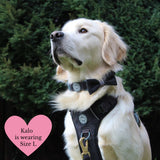 Charcoal Tweed Adjustable Dog Harness, Lead, Collar & Latte Dog Walking Bag Bundle - Bailey and Coco (UK)