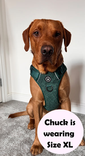 Trail & Glow® Dog Harness - Emerald Teddy.