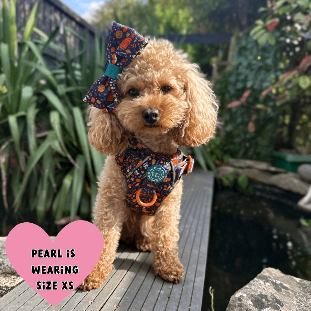 Cockapoo wearing Bailey & Coco Colour Drops Bewitched dog harness and large matching bow in size extra small standing beside a garden pond in the UK