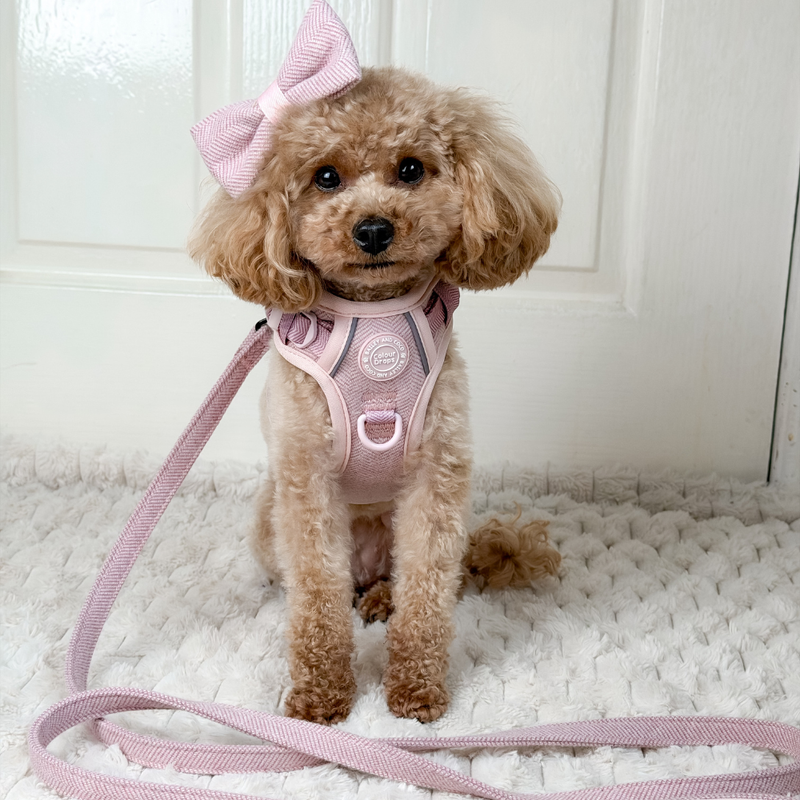 Most harnesses are not designed for small dogs. They just make them smaller.