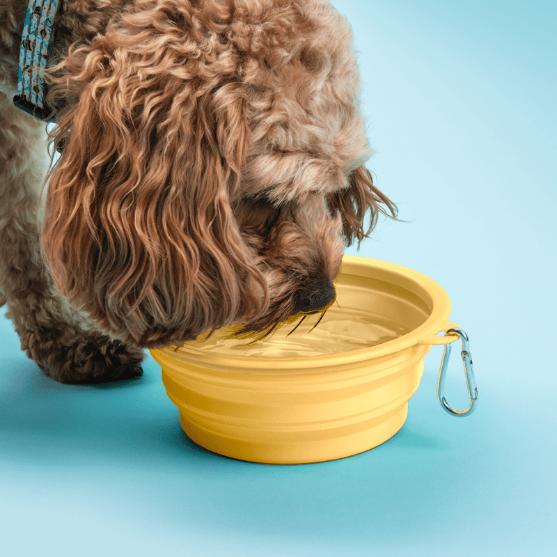 Collapsible Dog Water Bowl - Buttercup Yellow - Bailey and Coco (UK)