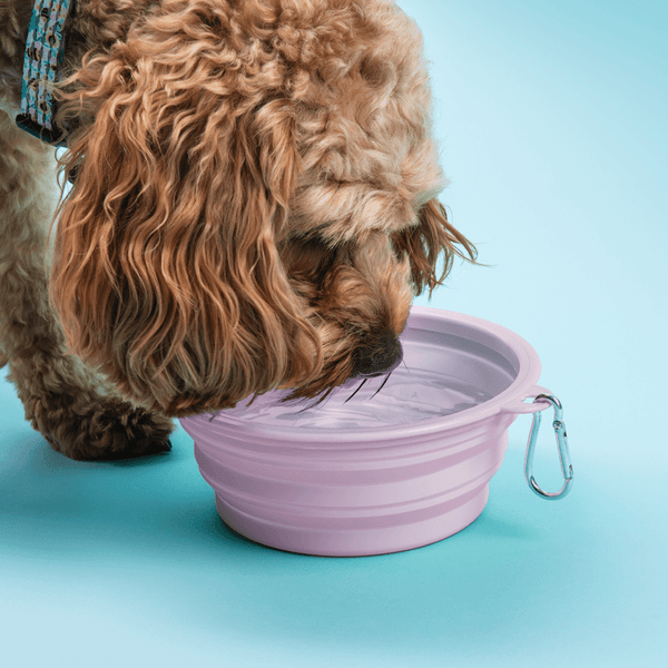 Collapsible Dog Water Bowl - Lilac Mist - alternate view