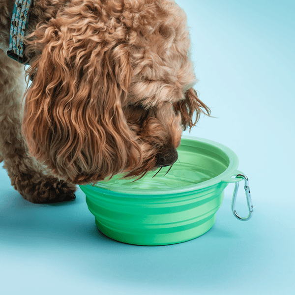 Collapsible Dog Water Bowl - Mint Breeze - alternate view