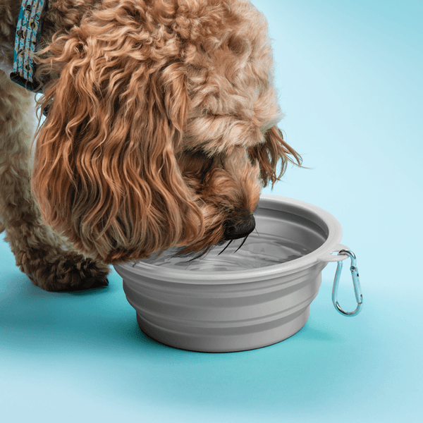 Collapsible Dog Water Bowl - Pebble Grey - alternate view