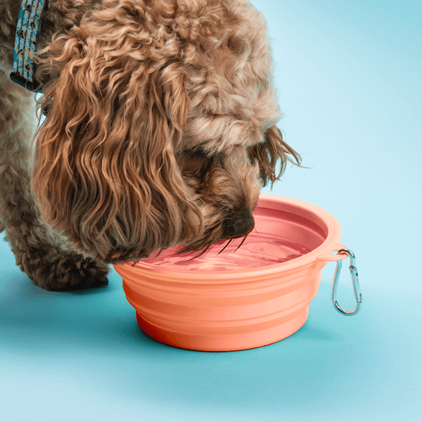 Collapsible Dog Water Bowl - Petal Pink - alternate view