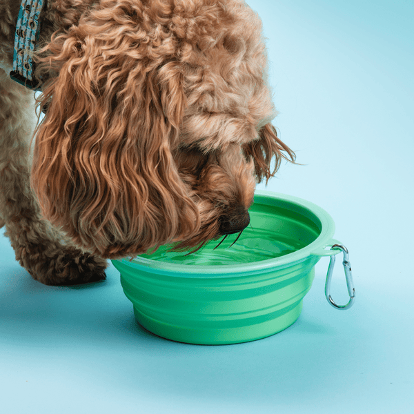 Collapsible Dog Water Bowl - Pistachio Green - alternate view