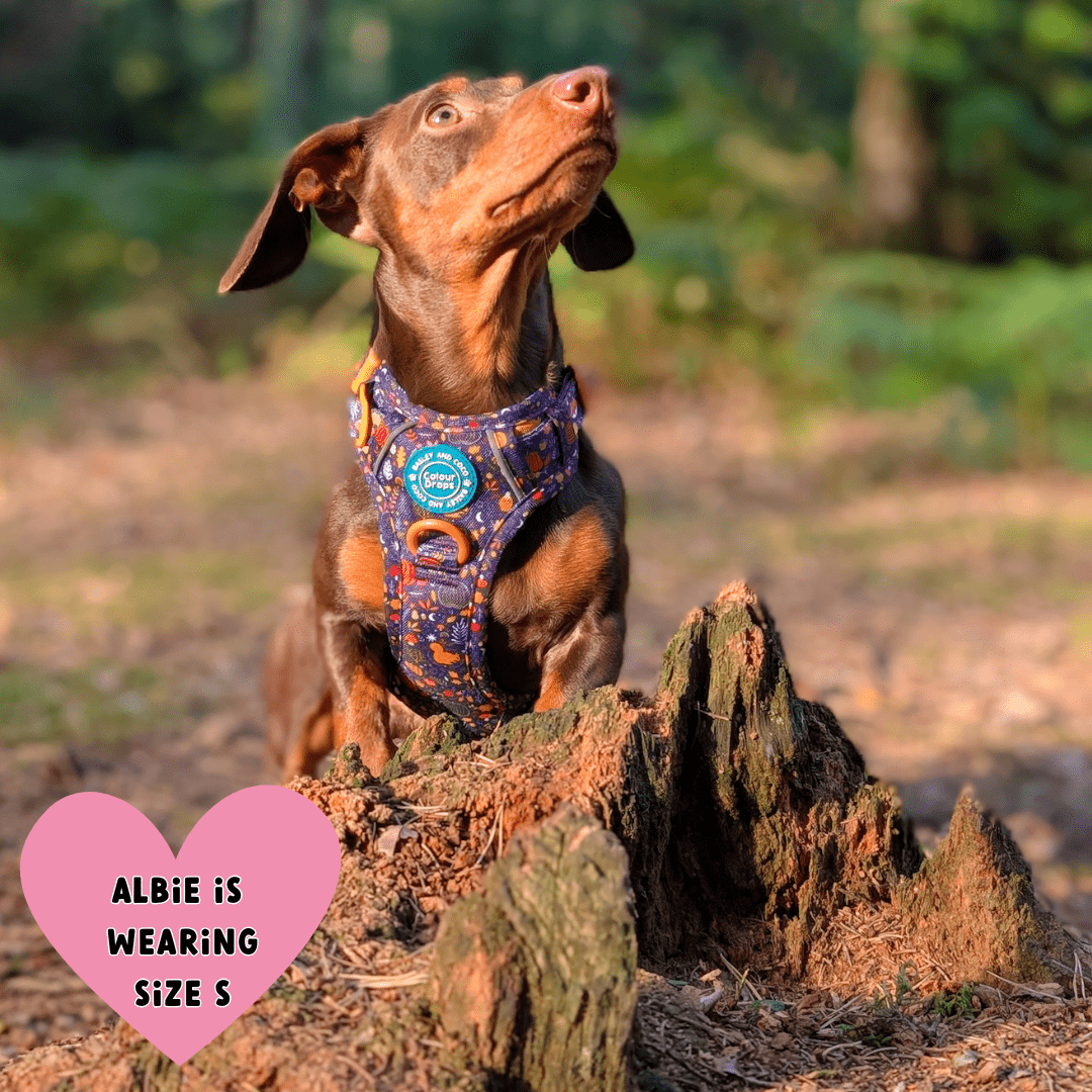 Dachshund wearing Bailey & Coco Colour Drops Bewitched dog harness in size small sitting on a woodland trail in the UK