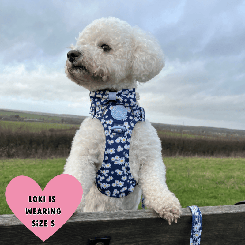 Daisy Dog Harness - Colour Drops - Loves me, Loves me not - Bailey and Coco (UK)