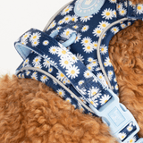 Daisy Dog Harness - Colour Drops - Loves me, Loves me not - Bailey and Coco (UK)