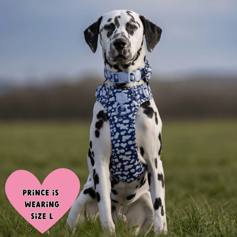 Daisy Dog Harness - Colour Drops - Loves me, Loves me not - Bailey and Coco (UK)