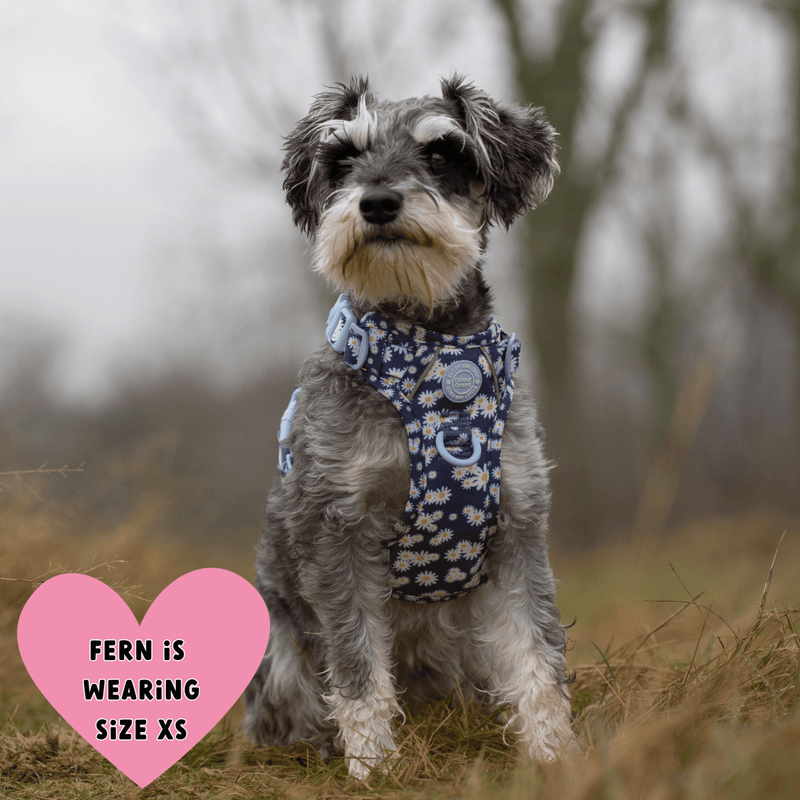 Daisy Dog Harness - Colour Drops - Loves me, Loves me not - Bailey and Coco (UK)