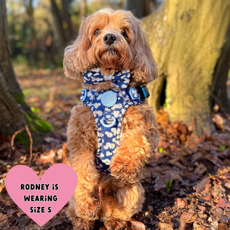 Daisy Dog Harness - Colour Drops - Loves me, Loves me not - Bailey and Coco (UK)
