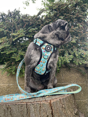 Dog Harness and Lead Set - All I Avo Wanted - Bailey and Coco (UK)