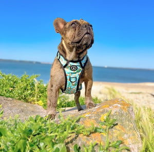 Dog Harness and Lead Set - All I Avo Wanted - Bailey and Coco (UK)