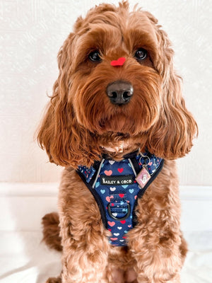 Dog Harness and Lead Set - All You Need Is Love - Bailey and Coco (UK)