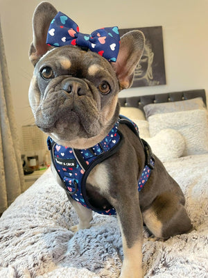 Dog Harness and Lead Set - All You Need Is Love - Bailey and Coco (UK)