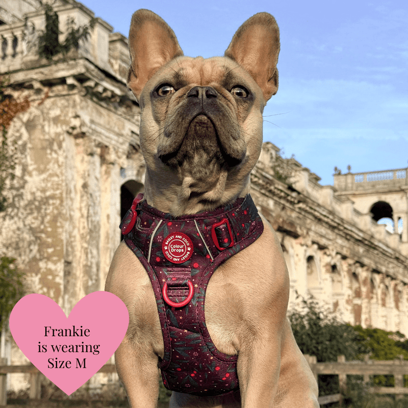 Dog Harness and Lead Set - Colour Drops - Jingle Berry - Bailey and Coco (UK)
