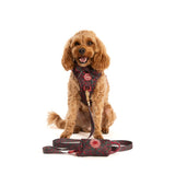 Dog Harness and Lead Set - Colour Drops - Jingle Berry - Bailey and Coco (UK)