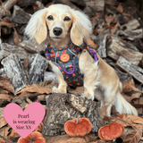 Dog Harness and Lead Set - Colour Drops - Spellbound Autumn - Bailey and Coco (UK)