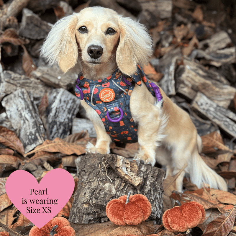 Dog Harness and Lead Set - Colour Drops - Spellbound Autumn - Bailey and Coco (UK)