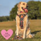 Dog Harness and Lead Set - Colour Drops - Spellbound Autumn - Bailey and Coco (UK)