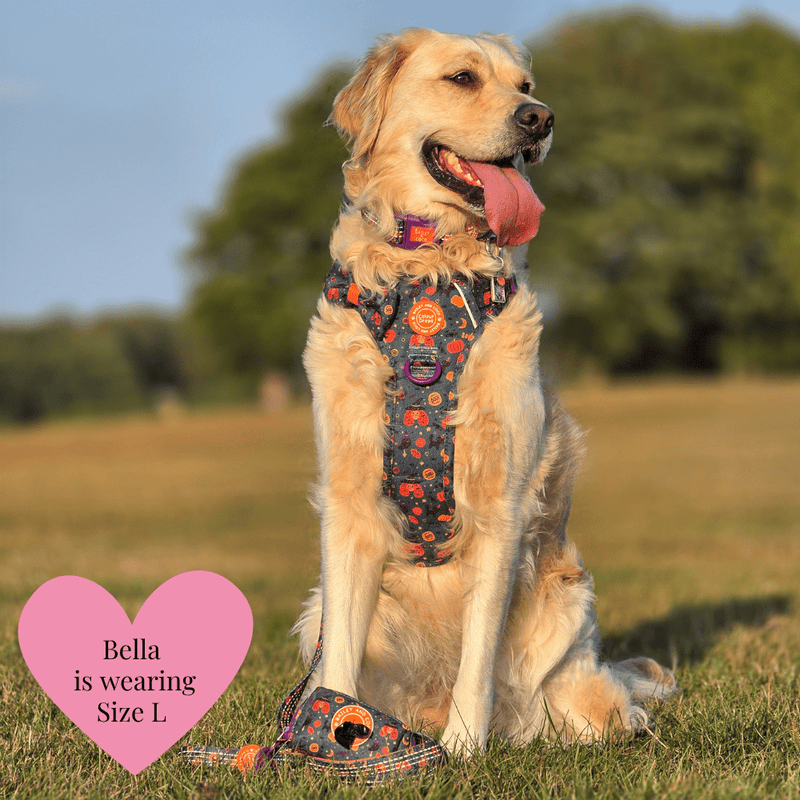 Dog Harness and Lead Set - Colour Drops - Spellbound Autumn - Bailey and Coco (UK)