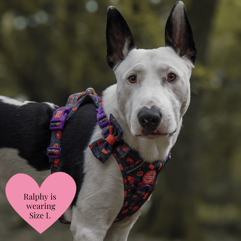 Dog Harness and Lead Set - Colour Drops - Spellbound Autumn - Bailey and Coco (UK)