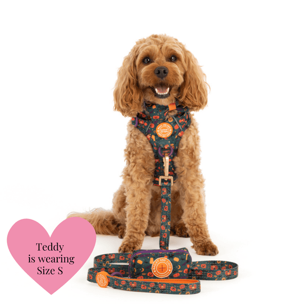 Dog Harness and Lead Set - Colour Drops - Spellbound Autumn - alternate view