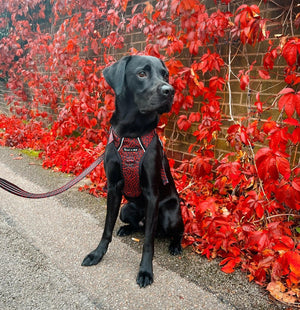 Dog Harness and Lead Set - Dark Romance - Bailey and Coco (UK)