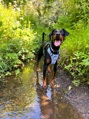 Dog Harness and Lead Set - Feels Like Summer - Bailey and Coco (UK)