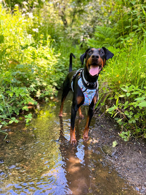 Dog Harness and Lead Set - Feels Like Summer - Bailey and Coco (UK)