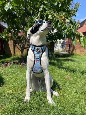 Dog Harness and Lead Set - Feels Like Summer - Bailey and Coco (UK)