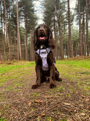 Dog Harness and Lead Set - Lilac Haze - Bailey and Coco (UK)