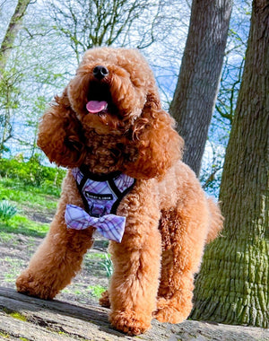 Dog Harness and Lead Set - Lilac Haze - Bailey and Coco (UK)