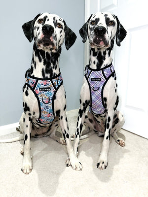 Dog Harness and Lead Set - Lilac Haze - Bailey and Coco (UK)