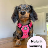 Dog Harness and Lead Set - The Hot Pink One - Bailey and Coco (UK)