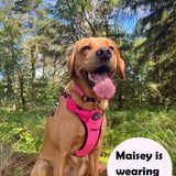 Dog Harness and Lead Set - The Hot Pink One - Bailey and Coco (UK)