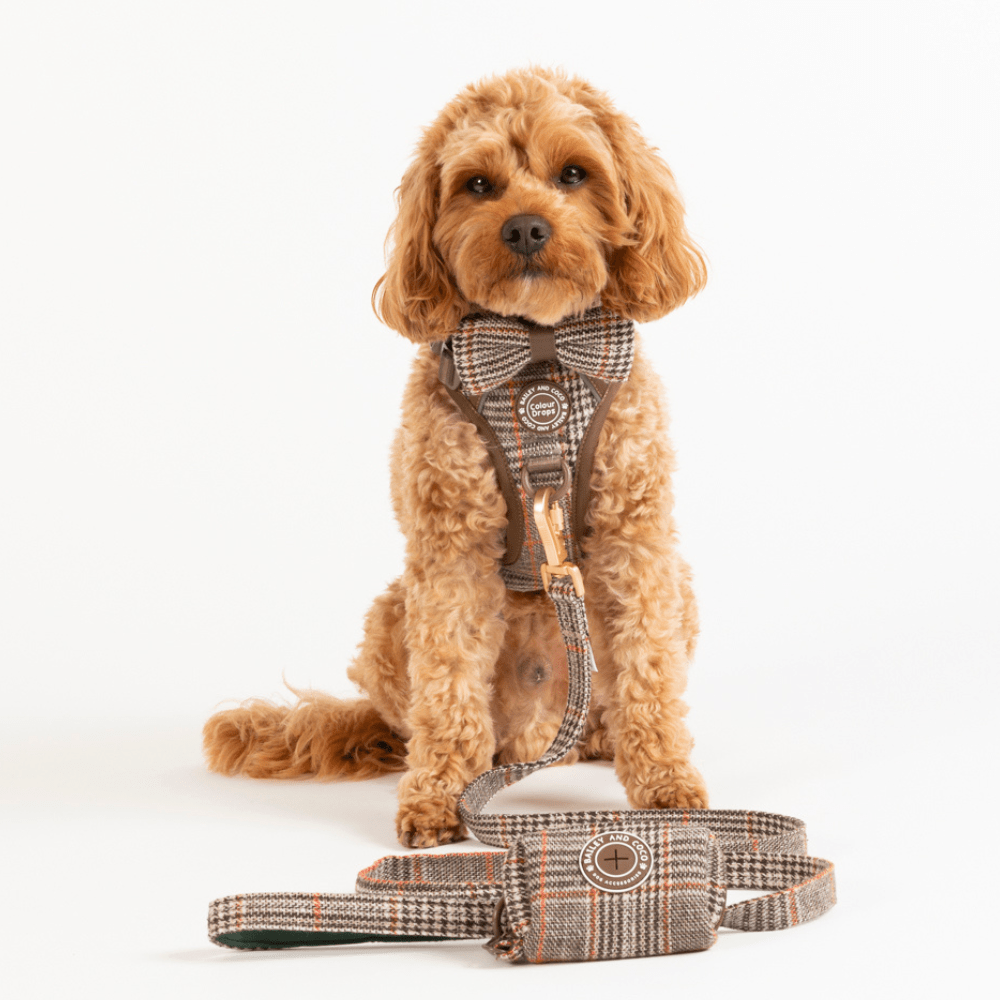Dog Lead 5ft - Colour Drops - Heritage Plaid - Bailey and Coco (UK)