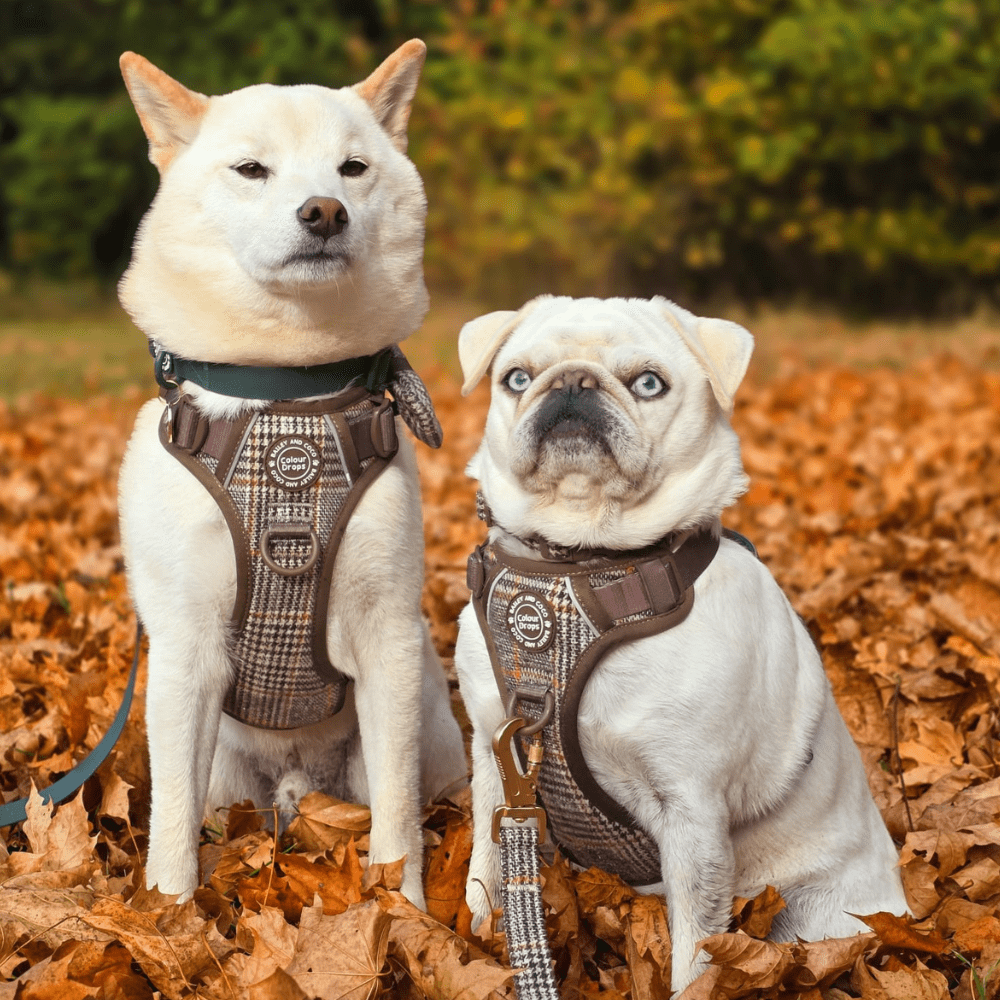 Dog Lead 5ft - Colour Drops - Heritage Plaid - Bailey and Coco (UK)