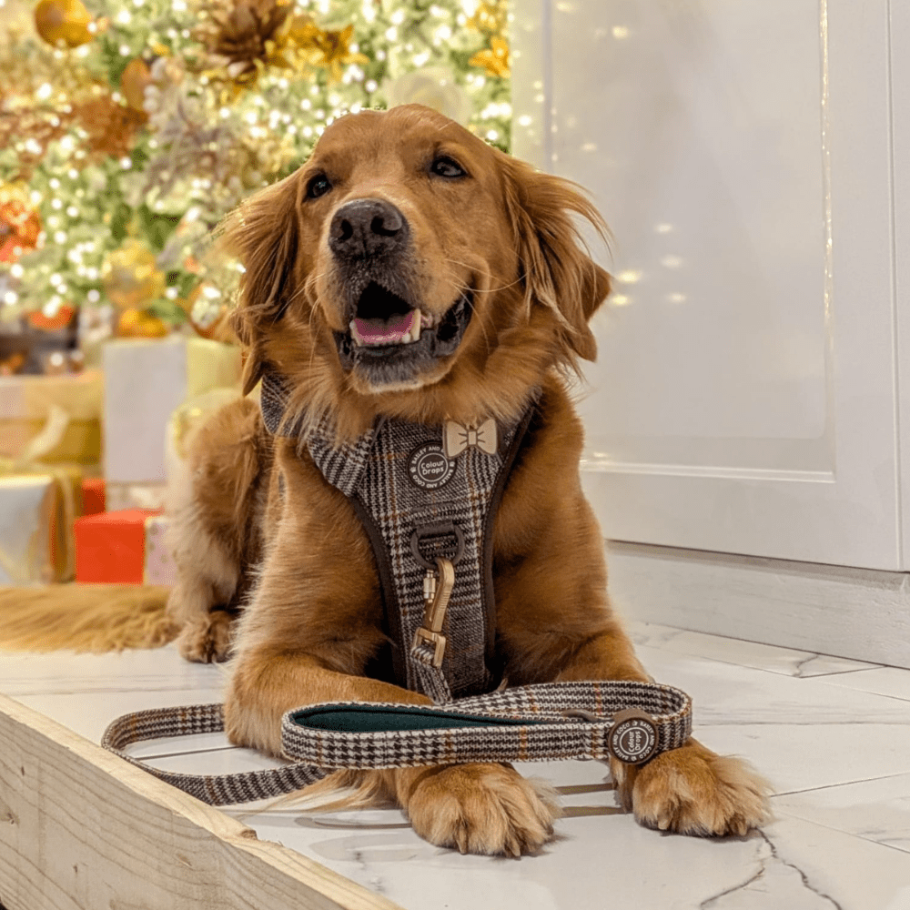 Dog Lead 5ft - Colour Drops - Heritage Plaid - Bailey and Coco (UK)