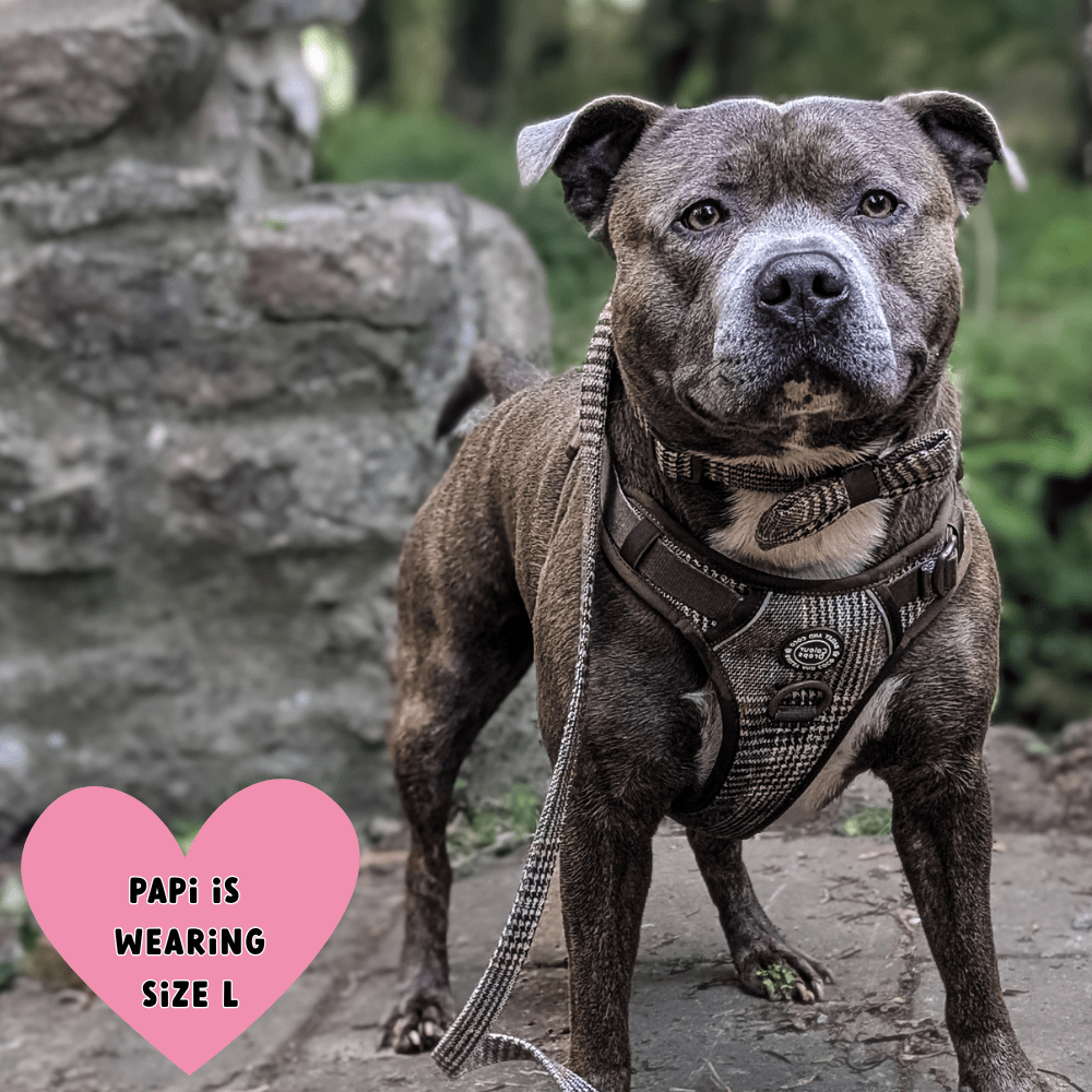 Dog Lead 5ft - Colour Drops - Heritage Plaid - Bailey and Coco (UK)