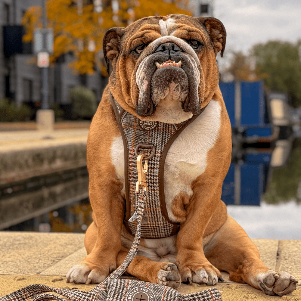 Dog Lead 5ft - Colour Drops - Heritage Plaid - Bailey and Coco (UK)