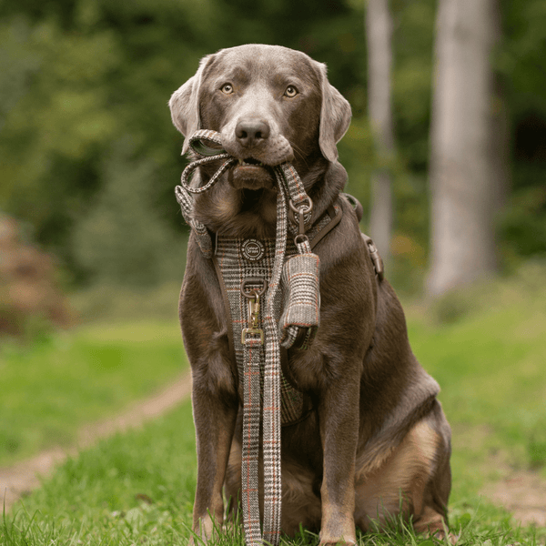 Dog Lead 5ft - Colour Drops - Heritage Plaid - alternate view